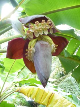 Banana Flower in Bocas del Toro Panama – Best Places In The World To Retire – International Living